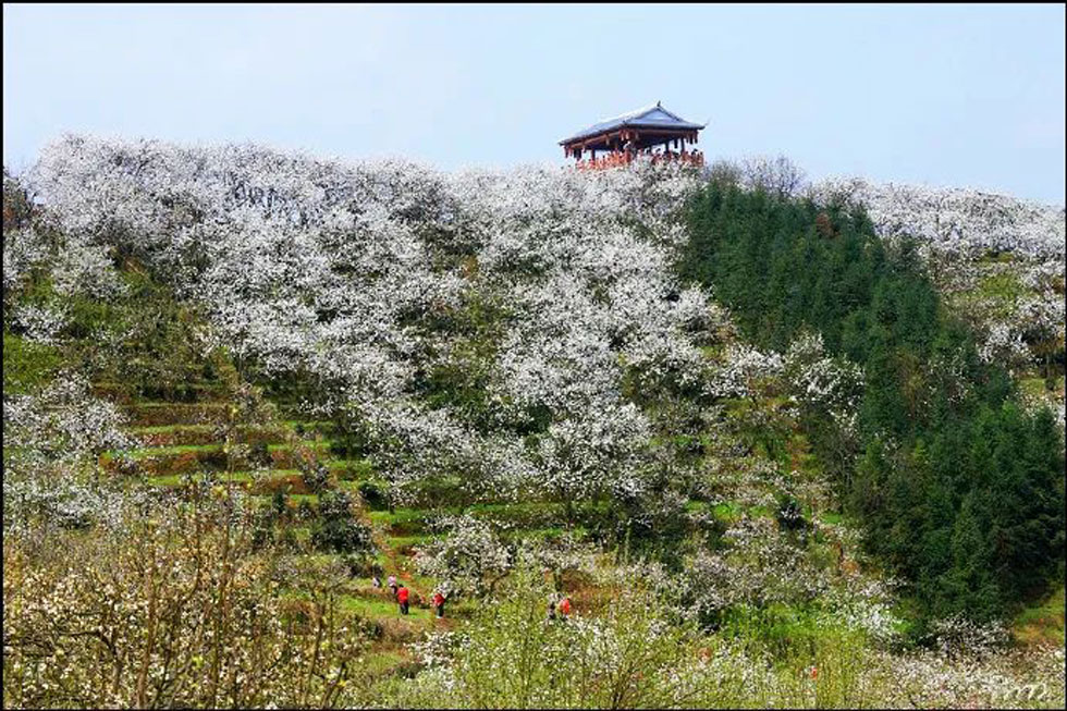 【春天，广西桂林灌阳县向您发出邀请！】我们在灌阳看梨花 - 游山玩水 - 黄南生活社区 - 黄南28生活网 huangnan.28life.com