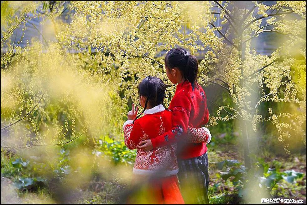 【春天,广西桂林灌阳县向您发出邀请!】米珠山前有片山苍子花在飘香 - 游山玩水 - 黄南生活社区 - 黄南28生活网 huangnan.28life.com