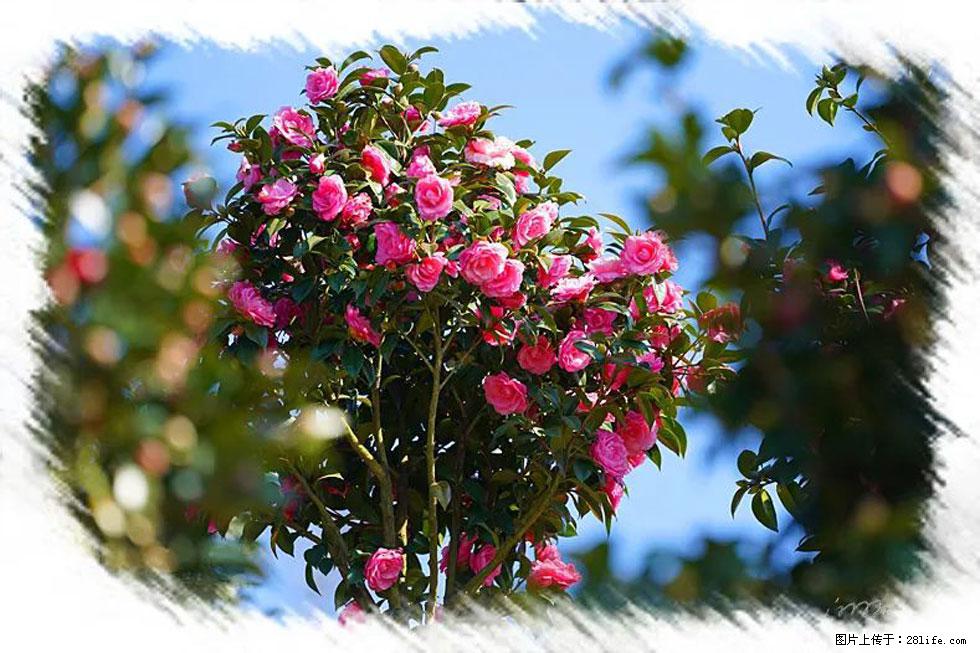 【春天,广西桂林灌阳县向您发出邀请!】杨柳井茶花惹人爱 - 游山玩水 - 黄南生活社区 - 黄南28生活网 huangnan.28life.com