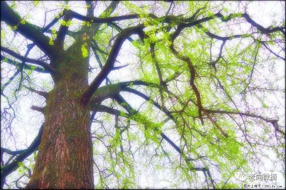 【春天,广西桂林灌阳县向您发出邀请!】在小龙村与春天约会 - 游山玩水 - 黄南生活社区 - 黄南28生活网 huangnan.28life.com
