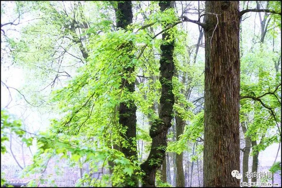 【春天,广西桂林灌阳县向您发出邀请!】在小龙村与春天约会 - 游山玩水 - 黄南生活社区 - 黄南28生活网 huangnan.28life.com