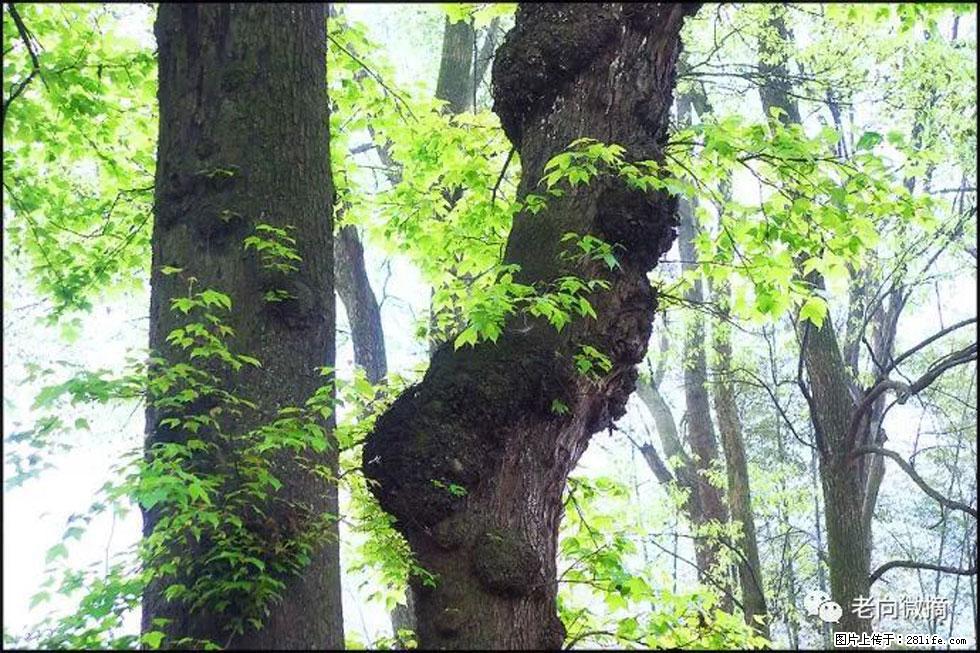 【春天,广西桂林灌阳县向您发出邀请!】在小龙村与春天约会 - 游山玩水 - 黄南生活社区 - 黄南28生活网 huangnan.28life.com