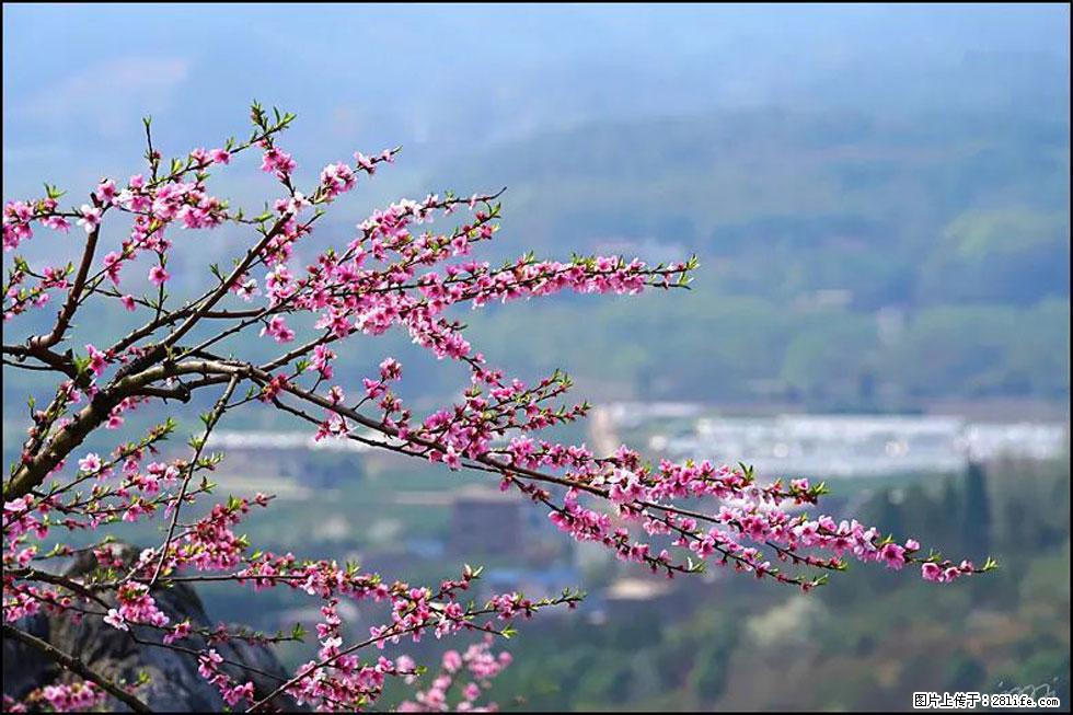 【春天,广西桂林灌阳县向您发出邀请!】望月岭上桃花开 - 游山玩水 - 黄南生活社区 - 黄南28生活网 huangnan.28life.com