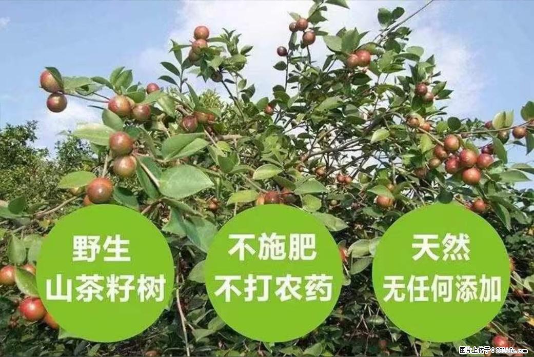 【灌阳县油茶产业示范区】一个有着充实的精神生活的人,对待身外之物自会有一种淡泊的态度 - 美食天地 - 黄南生活社区 - 黄南28生活网 huangnan.28life.com