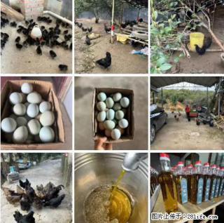油茶园从小鸡仔开始养起的纯土鸡、土鸡蛋可以预定啦!还有前几天刚榨的纯山茶油哦 - 黄南28生活网 huangnan.28life.com