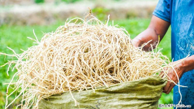 堪称“最难吃”的蔬菜,却是 “抗辐射神器”,还能护肺、清热、止咳化痰! - 黄南生活资讯 - 黄南28生活网 huangnan.28life.com