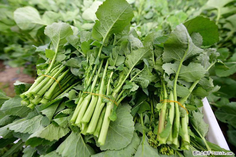 这些蔬菜是“天然钙片”，这6种被医生重点推荐 - 黄南生活资讯 - 黄南28生活网 huangnan.28life.com